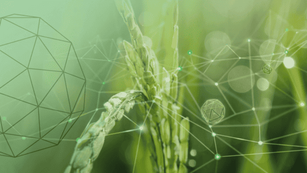 En närbild av gröna växter, som ser ut som oöppnade grässtrån eller fröax, i skarpt fokus. Över växterna och den suddiga gröna bakgrunden svävar ett komplext nätverk av gröna linjer och punkter, samt flera geometriska, genomskinliga klot i olika storlekar. Bilden har en mjuk, grön ljuseffekt med ljusreflexer.